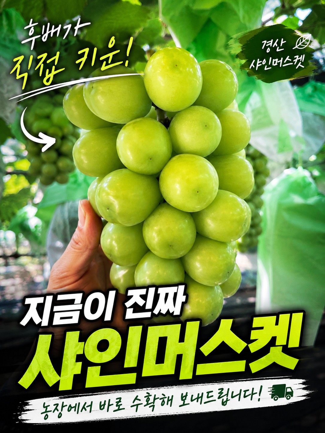 농부가 직접 키운 샤인머스켓